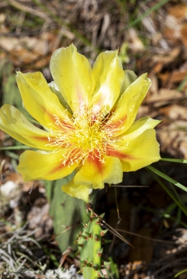 Pear Cactus Flower April 2020